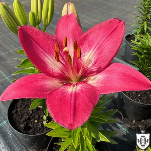 Lilium asiatic 'FantAsiatic Raspberry' - Aasia liilia 'FantAsiatic Raspberry'